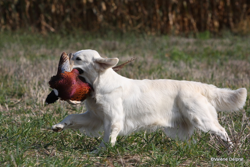 Field Erstein 09 (14).JPG